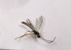 Diacritus aciculatus