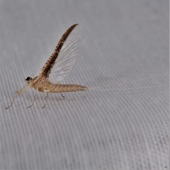 Callibaetis skokianus