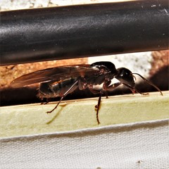 Camponotus pennsylvanicus