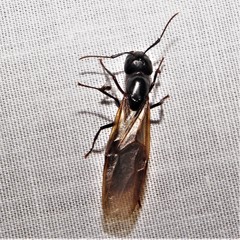 Camponotus pennsylvanicus