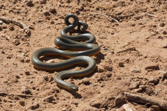 Diadophis punctatus regalis