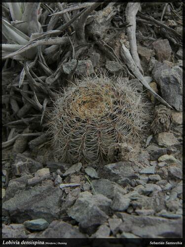 Echinopsis densispina, photograph 2