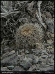 Echinopsis densispina, photograph Sebastián Santecchia, CC0, iNaturalist via GBIF