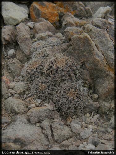 Echinopsis densispina, photograph 3