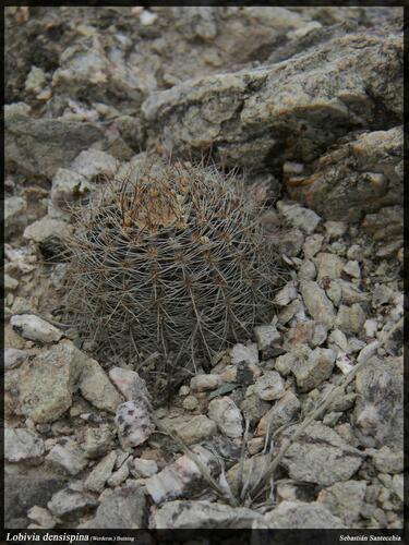 Echinopsis densispina, photograph 6
