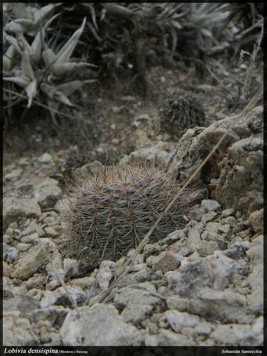 Echinopsis densispina, photograph 5