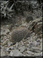 Echinopsis densispina, photograph Sebastián Santecchia, CC0, iNaturalist via GBIF