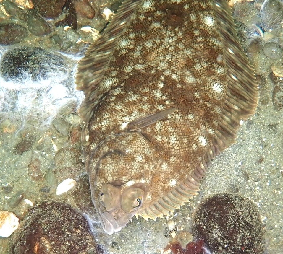 Rock Sole
