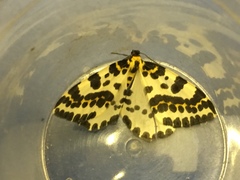 Abraxas grossulariata