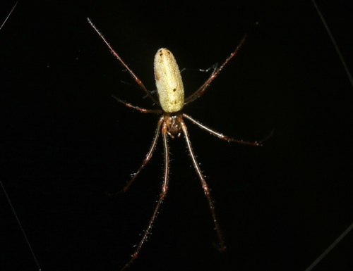 Tetragnatha hawaiensis, 2024-07-29