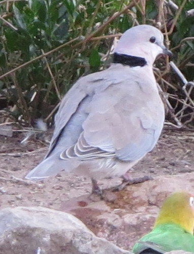 Streptopelia capicola