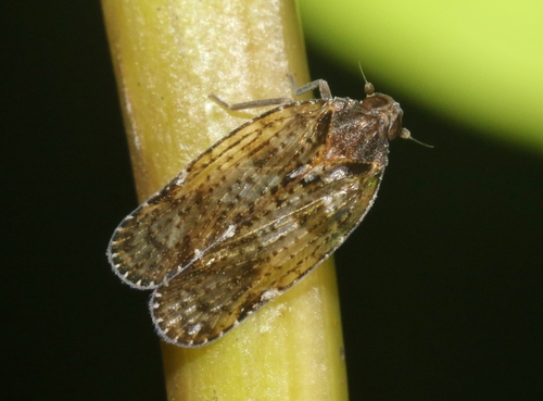 Iolania perkinsi observed 2024-07-29