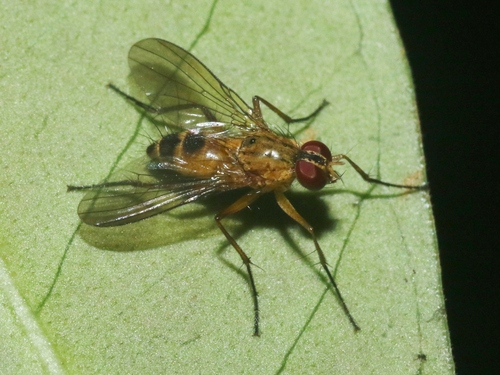 Lispocephala longipes