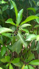Ardisia squamulosa
