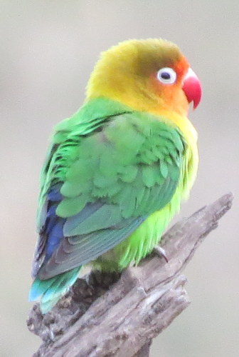 Agapornis fischeri