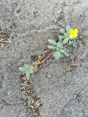 Camissoniopsis cheiranthifolia cheiranthifolia