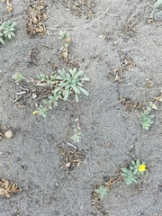 Camissoniopsis cheiranthifolia cheiranthifolia