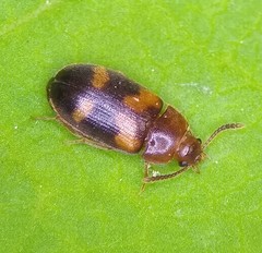 Mycetophagidae