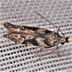 Coleotechnites atrupictella