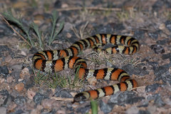 Lampropeltis gentilis