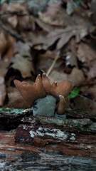Xylaria flabelliformis
