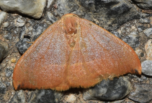 Spiny Hook-Tip, Almería, España, photo 7 of 10