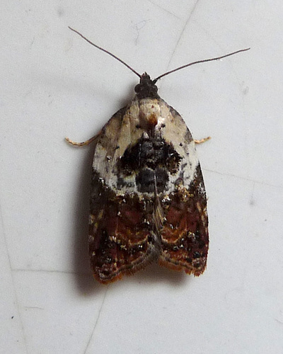 Garden Rose Tortrix