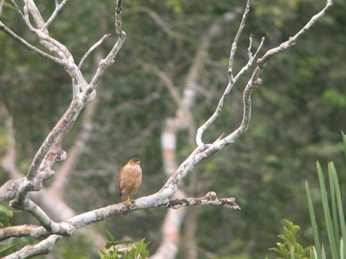Tiny Hawk (Microspizias superciliosus), photo 5