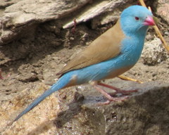 Uraeginthus cyanocephalus