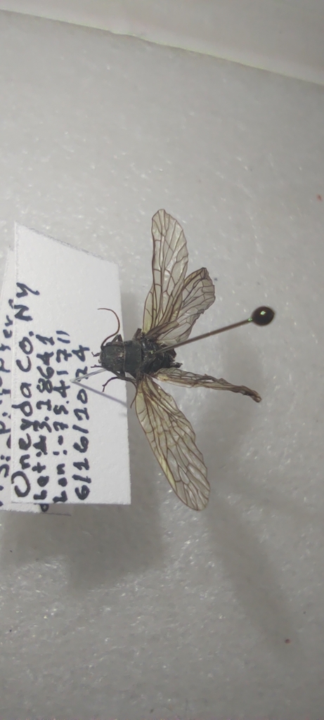 Sialis mohri
