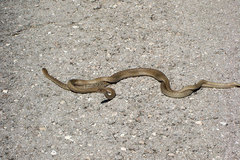 Masticophis flagellum testaceus