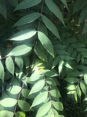 Juglans nigra