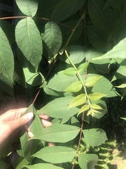 Juglans nigra