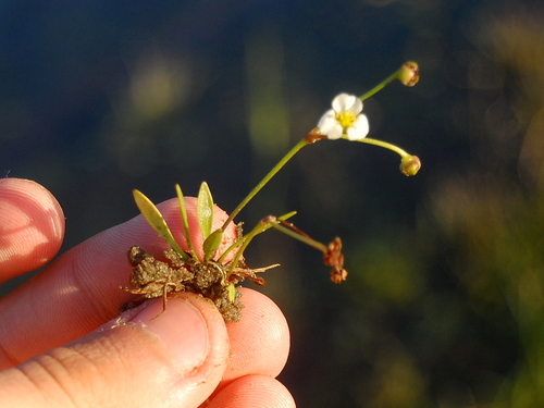 Image of Helanthium tenellum by (c) vinicius_s_domingues, some rights reserved (CC BY)