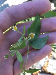 Galinsoga parviflora