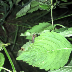 Lamprohiza splendidula