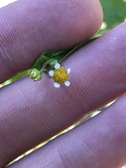 Galinsoga parviflora