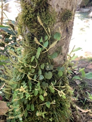 Peperomia serpens