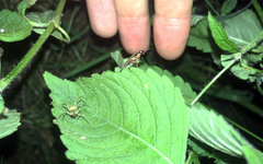 Lamprohiza splendidula