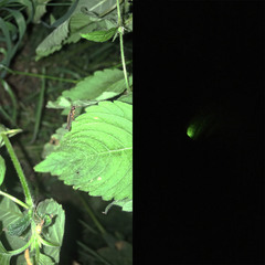 Lamprohiza splendidula