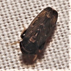 Limotettix
