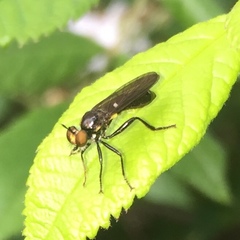 Eudioctria albius