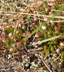 Harrimanella hypnoides