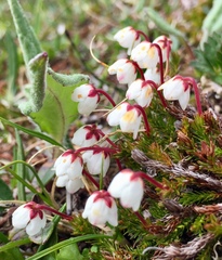 Harrimanella hypnoides