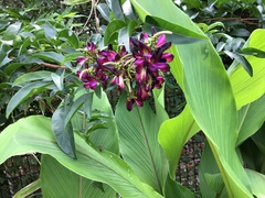 Millettieae