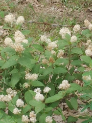 Ceanothus americanus