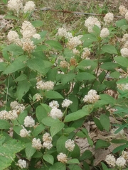 Ceanothus americanus