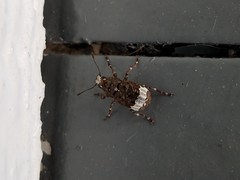Eurymycter tricarinatus