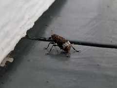 Eurymycter tricarinatus