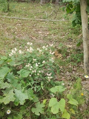 Ceanothus americanus